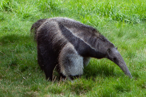 Giant Anteater