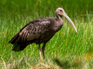 Cambodia Bird