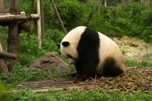 Giant Panda Animal