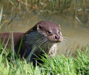 Giant River Otter