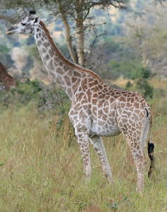 Giraffe Animal