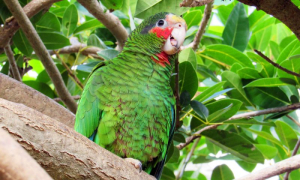 Cayman Islands Bird