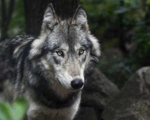 Gray Wolf Animal