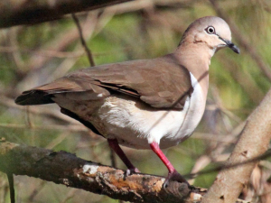 Grenada Bird