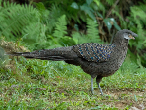 Myanmar Bird