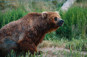 What Does a Grizzly Bear Eat?