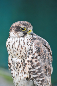 Iceland Bird