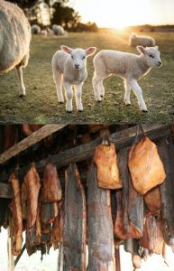 Lamb, Hákarl
