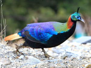 Nepal Bird