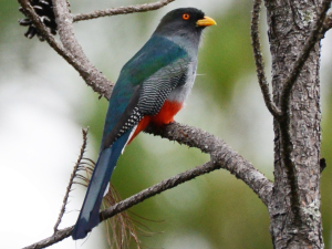 Haiti Bird