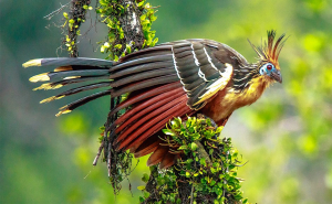 Guyana Bird