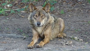 Iberian Wolf Animal