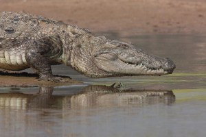 Indus Crocodile