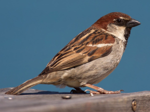 Italy Bird