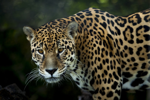 Jaguars animal