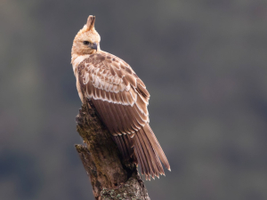 Indonesia Bird