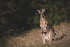 Kangaroo Animal