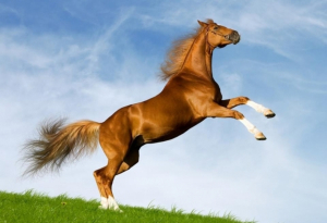 Karabakh Horse Animal