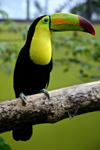 Belize Bird