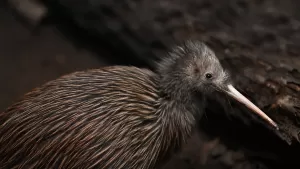 Kiwi Animal
