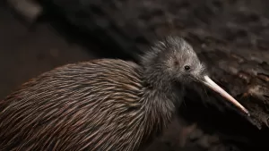 New Zealand Bird