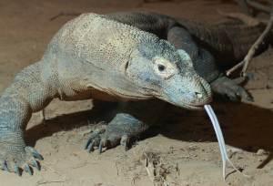 Komodo Dragon Animal