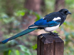 South Korea Bird