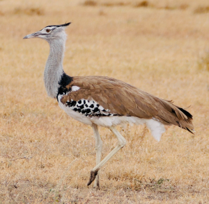 Botswana Bird
