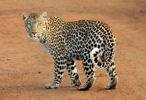 Leopard Animal