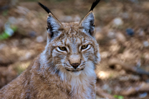 Lynx Animal