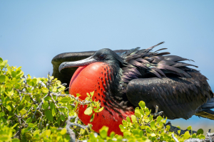 Antigua and Barbuda Bird