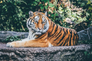 Magnificent Tiger Animal