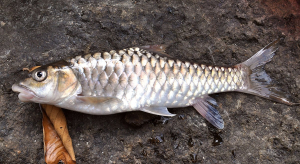 Mahseer