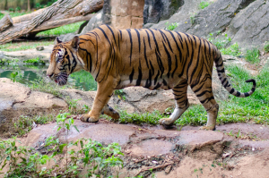 Malayan Tiger Animal