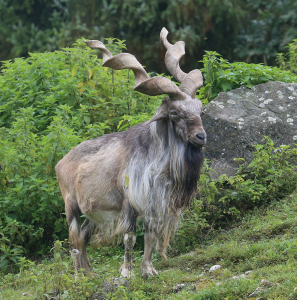 Markhor Animal