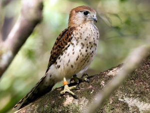 Mauritius Bird