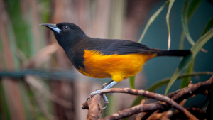 Montserrat Bird