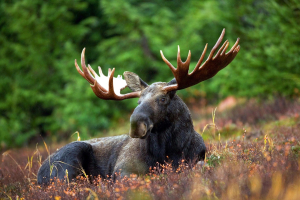 Moose Animal
