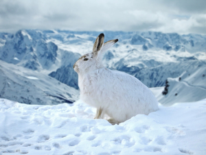 Mountain Hare Animal