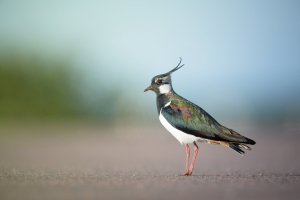 Ireland Bird