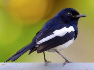 Bangladesh Bird