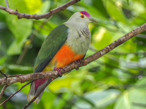 Palau Bird