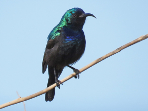 Palestine Bird