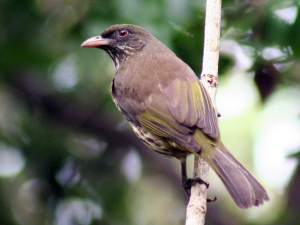 Dominican Republic Bird