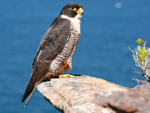 United Arab Emirates Bird