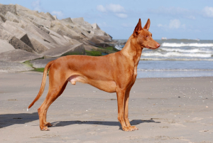 Pharaoh Hound Animal