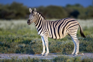 Plains Zebra Animal