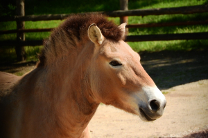 Przewalski's Horse Animal