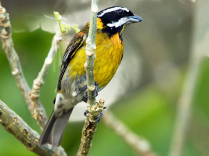 Puerto Rico Bird