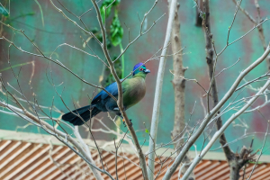 Eswatini Bird